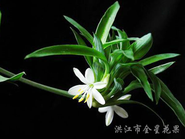 蕙質(zhì)蘭花