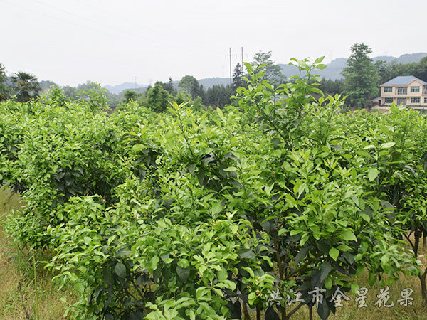 欽橘子基地